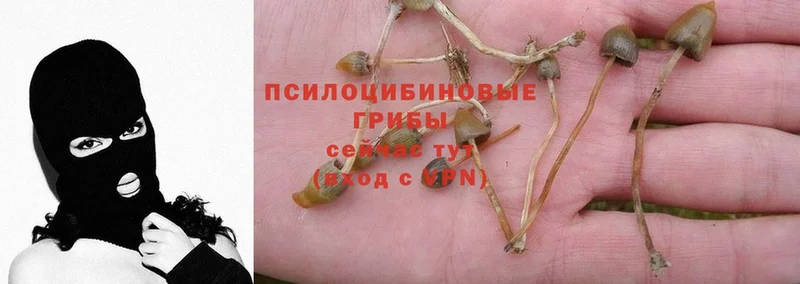 Псилоцибиновые грибы Psilocybine cubensis  Высоковск 